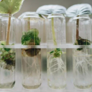 Close up shot of a plant and its roots in a test tube in a science lab